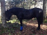 Beau jeune canadien noir à vendre!