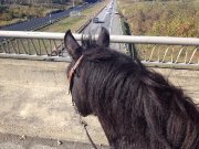 Beau jeune canadien noir à vendre!