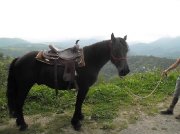 Kladruber Hongre 5 Ans Noir