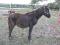 Jument demi-cheval et son poulain à vendre