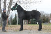 PERCHERON (hongre/gelding)
