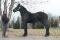 PERCHERON (hongre/gelding)