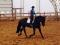 Jument de dressage ou attelage à Vendre - RIVE-SUD