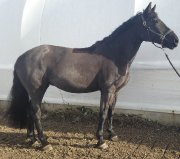 Jument de dressage ou attelage à Vendre - RIVE-SUD