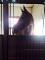 Recherche Palefrenier - Temps Partiel - Rive-Sud...