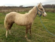 Poulain Quarter horse  (reining)