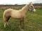 Poulain Quarter horse  (reining)