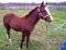 Pouliche Quarter Horse de 4-1/2 mois