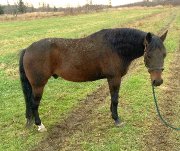Guelding Quarter Horse (5 ans)