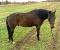 Guelding Quarter Horse (5 ans)