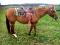 Superbe jument Quarter Horse
