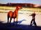 Hongre quarter-horse x arabe 1300$$ negociable