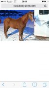 Hongre quarter-horse x arabe 1300$$ negociable