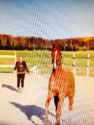 Hongre quarter-horse x arabe 1300$$ negociable
