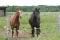 Pension pour chevaux de selle western, Rive-sud...