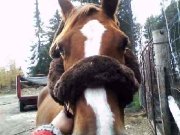ÉQUIPEMENTS ET SELLE WESTERN