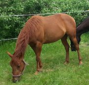 TORNADE jument Quarter Horse