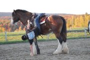 Demi-pension à Sainte-foy sur cheval de randonnée - Horseball !