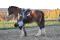 Horseball !