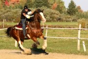 Demi-pension à Sainte-foy sur cheval de randonnée - Jour de fête