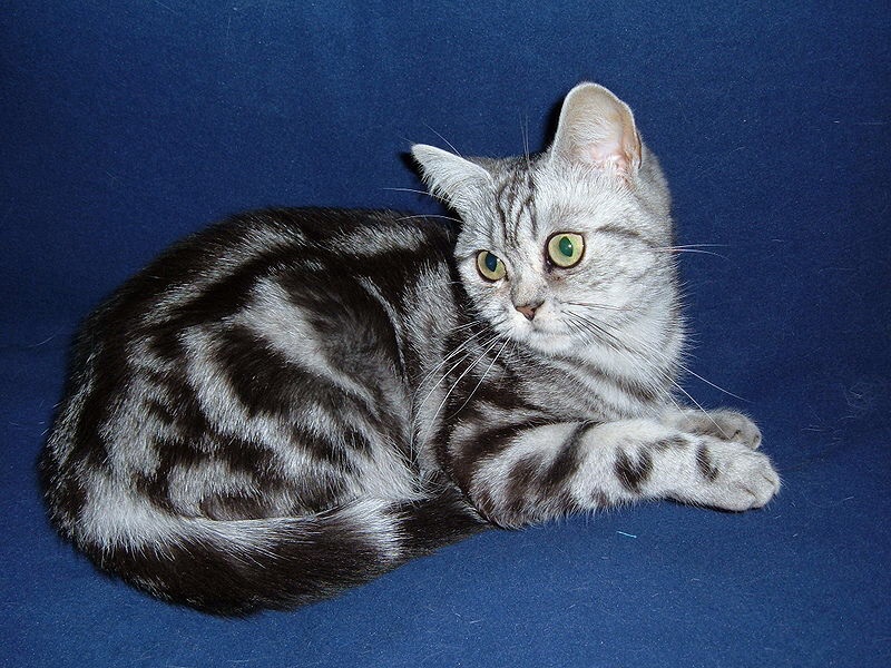 Recherche chaton