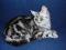 Recherche chaton