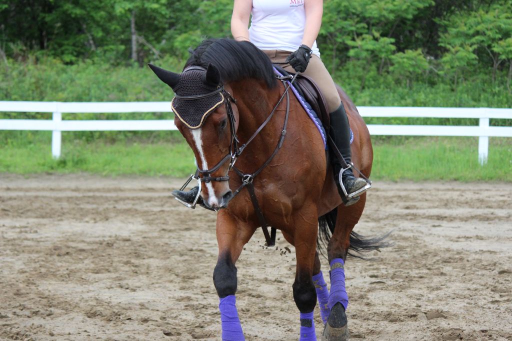Superbe Jument Thoroughbred de 16 mains 3