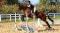 Superbe Jument Thoroughbred de 16 mains 3