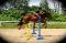 Superbe Jument Thoroughbred de 16 mains 3