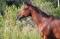 Superbe Jument Thoroughbred de 16 mains 3