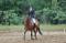 Demie-pension jument quater horse
