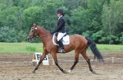 Demie-pension jument quater horse