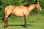 Rooster Pep Dun It - étalon AQHA ambre champagne
