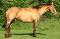 Rooster Pep Dun It - étalon AQHA ambre champagne