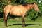 Rooster Pep Dun It - étalon AQHA ambre champagne