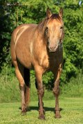 Rooster Pep Dun It - étalon AQHA ambre champagne
