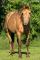 Rooster Pep Dun It - étalon AQHA ambre champagne