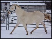 Knight Of Dilution - QH perlino - pour saillie