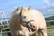 Knight Of Dilution - QH perlino - pour saillie