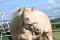 Knight Of Dilution - QH perlino - pour saillie