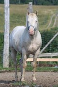 Knight Of Dilution - QH perlino - pour saillie