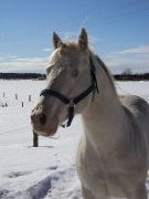 Knight Of Dilution - QH perlino - pour saillie