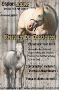 Knight Of Dilution - QH perlino - pour saillie