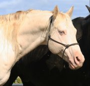 Knight Of Dilution - QH perlino - pour saillie