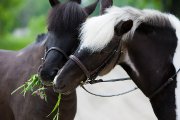 Cours d'équitation classique 