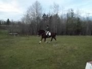 cheval Thorougbred/clyde 17.1 mains, 8ans.