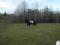 cheval Thorougbred/clyde 17.1 mains, 8ans.