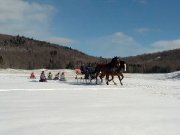 cheval Thorougbred/clyde 17.1 mains, 8ans.