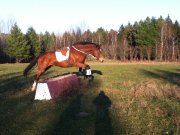 cheval Thorougbred/clyde 17.1 mains, 8ans.