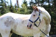 Cheval très polyvalent 